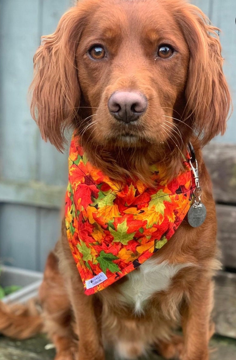 Autumn leaves dog/pet bandana
