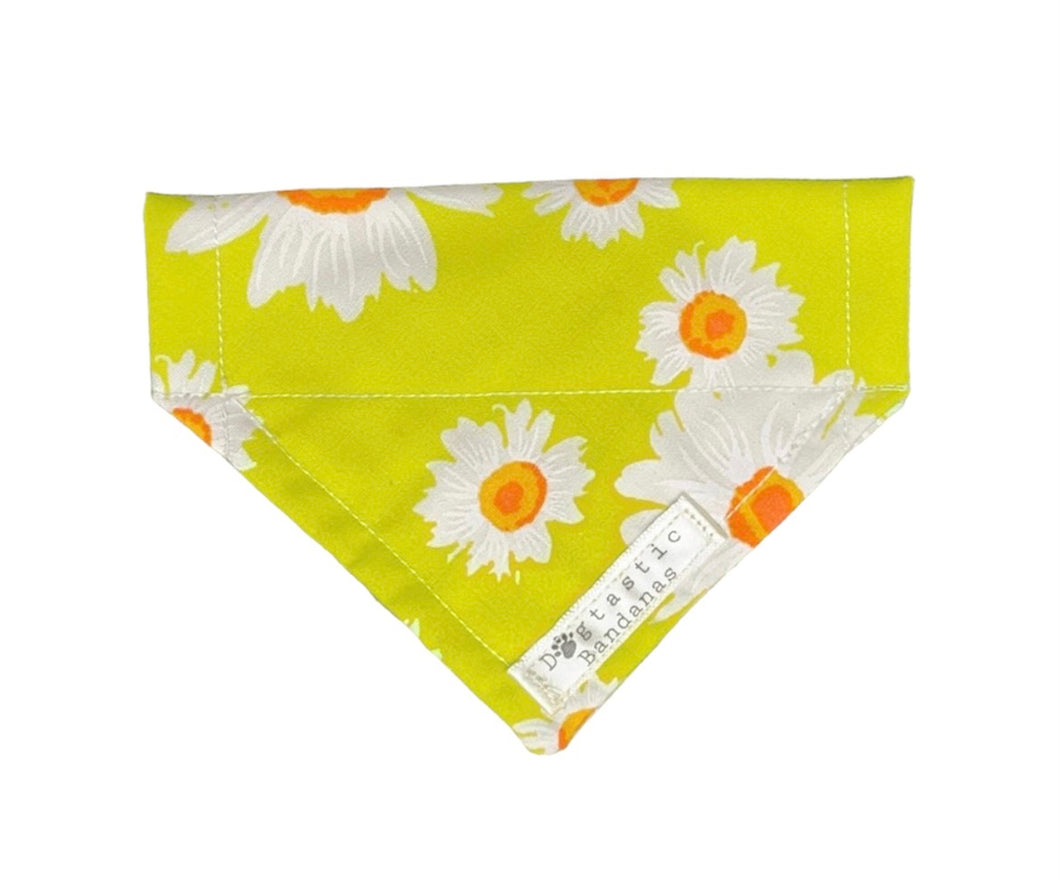 Lime daisy dog/pet bandana