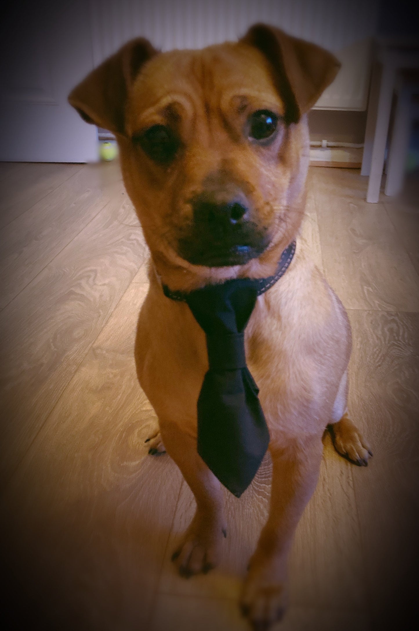 Black dog tie for on the collar